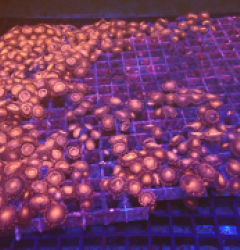 Zoanthus sp. (Plate) 30x30 o 117