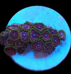 Zoanthus sp. (Purple Ultra) (DJM frag) pb 417
