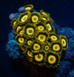 Zoanthus spp. (Scrambled Eggs) (frag)