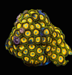 Zoanthus sp. (Scrambled Eggs) (S) pb 128