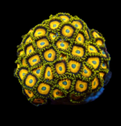 Zoanthus sp. (Scrambled Eggs) (S) pb 274