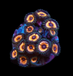 Zoanthus sp. (Sonic Flare) (DJM frag) pb 631