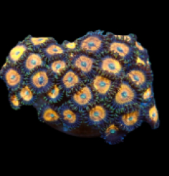 Zoanthus sp. (Special Colored) (S-M) pb 212