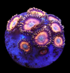 Zoanthus sp. (Special Selected) (DJM frag) o 009