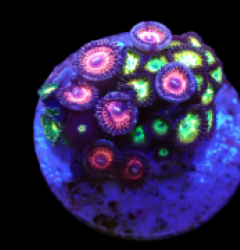 Zoanthus sp. (Special Selected) (DJM frag) o 030