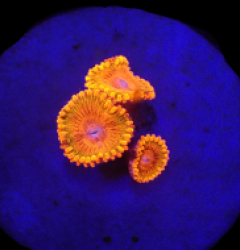 Zoanthus sp. (Speckled Krakatoa) (3 plps) (Very Rare) o 094