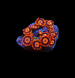 Zoanthus sp. (Tequila Sunrise) (DJM frag)pb 330