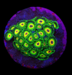 Zoanthus sp. (Three Little Birds) (DJM frag) o 010