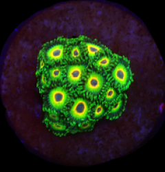 Zoanthus sp. (Three Little Birds) (DJM frag) o 220