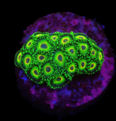 Zoanthus sp. (Three Little Birds) (DJM frag) o 659