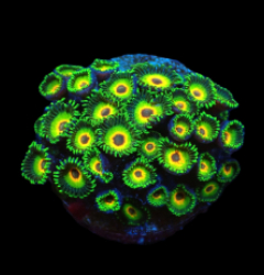 Zoanthus sp. (Three Little Birds) (DJM frag) pb 022