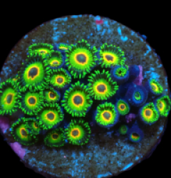 Zoanthus sp. (Three Little Birds) (DJM frag) pb 123