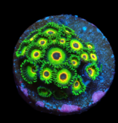 Zoanthus sp. (Three Little Birds) (DJM frag) pb 642