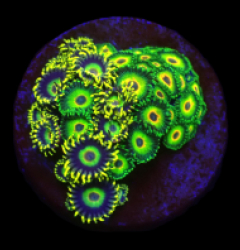 Zoanthus sp. (Three Little Birds) (Mix) (DJM frag) o 264