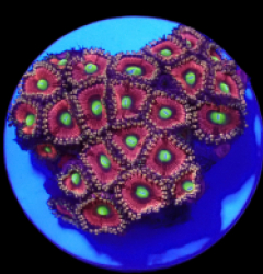Zoanthus sp. (Ultra) (DJM frag) o 028