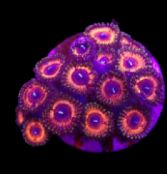 Zoanthus sp. (Ultra) (DJM frag) o 083