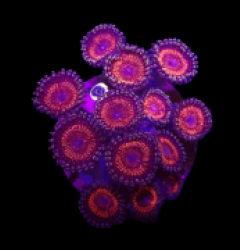 Zoanthus sp. (Ultra) (DJM frag) o 153