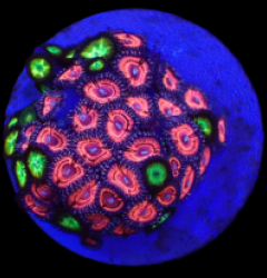 Zoanthus sp. (Ultra) (DJM frag) o 235