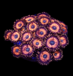 Zoanthus sp. (Ultra) (DJM frag) o 413