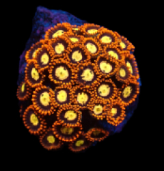 Zoanthus sp. (Ultra) (DJM frag) pb 070