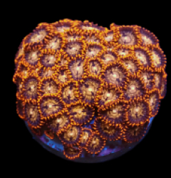Zoanthus sp. (Ultra) (DJM frag) pb 077