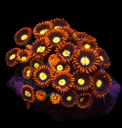 Zoanthus sp. (Ultra) (DJM frag) pb 078