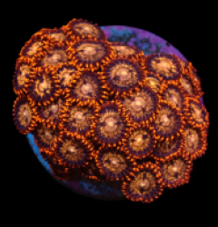 Zoanthus sp. (Ultra) (DJM frag) pb 079