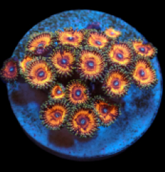Zoanthus sp. (Ultra) (DJM frag) pb 135