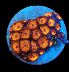 Zoanthus sp. (Ultra) (DJM frag) pb 192