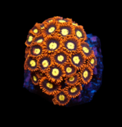 Zoanthus sp. (Ultra) (DJM frag) pb 199