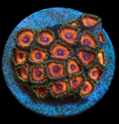 Zoanthus sp. (Ultra) (DJM frag) pb 226