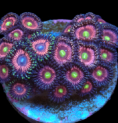 Zoanthus sp. (Ultra) (DJM frag) pb 265