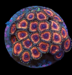 Zoanthus sp. (Ultra) (DJM frag) pb 307