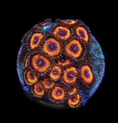 Zoanthus sp. (Ultra) (DJM frag) pb 386