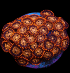 Zoanthus sp. (Ultra) (DJM frag) pb 518