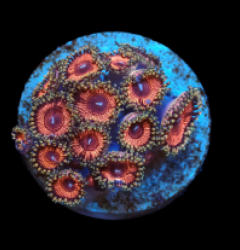 Zoanthus sp. (Ultra) (DJM frag) pb 618