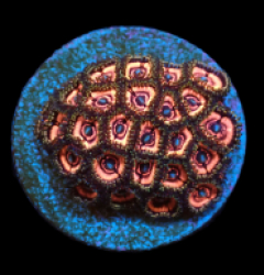 Zoanthus sp. (Ultra) (DJM frag) pb 621