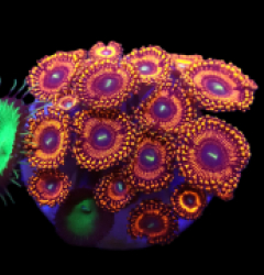 Zoanthus sp. (Ultra) (frag) o 285