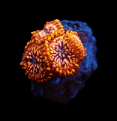 Zoanthus sp. (Utter Chaos) (DJM frag) pb 012