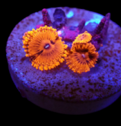 Zoanthus sp. (Valentine's Day Massacre) (DJM Frag) o 252