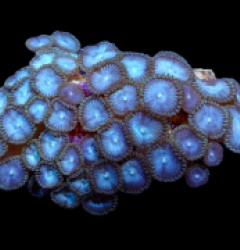 Zoanthus spp. (Blue)