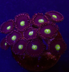 Zoanthus spp. (Grade A) (frag)