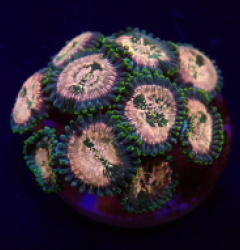 Zoanthus spp. (Hawaiian People Eater) (frag)