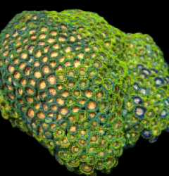 Zoanthus spp. (Premium) (Colored) (Vietnam) (XL) pb 215