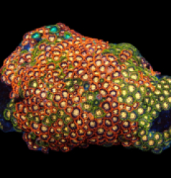 Zoanthus spp. (Premium) (Colored) (Vietnam) (XL) pb 403