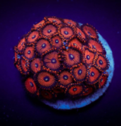 Zoanthus spp. (Red People Eater) (frag)