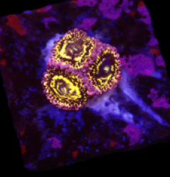 Zoanthus spp. (Stratosphere) (3 Polyps) o 354