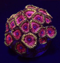 Zoanthus spp. (Ultra) (frag)