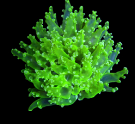 Euphyllia paradivisa (Green) (Ultra) (1 hd.)