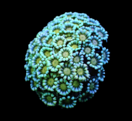 Alveopora spp. (Premium) (frag)
